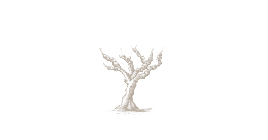 THE OLD VINE CONFERENCE